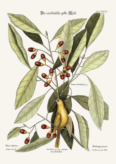 Die gelbe Meise, 1749-73 von Mark Catesby